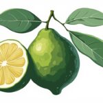 découvrez les bienfaits du cédrat de corse, un agrume riche en vitamines et antioxydants, et apprenez comment il peut améliorer votre santé au quotidien.