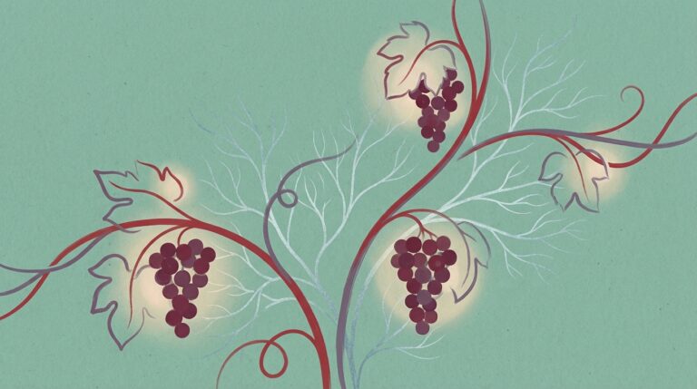 découvrez les bienfaits méconnus de la vigne rouge pour améliorer la circulation sanguine et préserver la beauté de votre peau de manière naturelle.